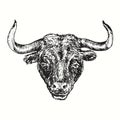 Hand drawn black bull portrait. Ink black and white drawing.